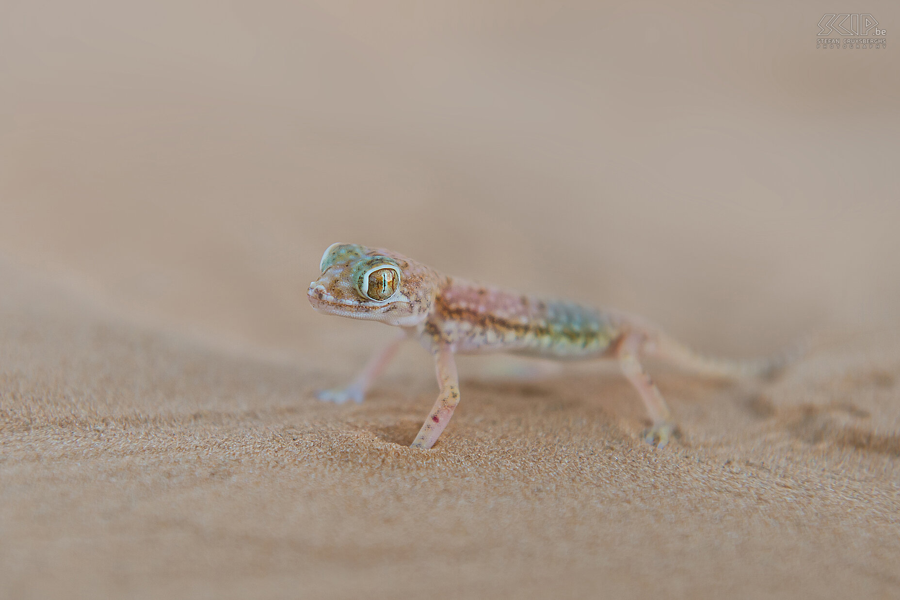 Sand gecko During the last morning in the desert I found a beautiful small lizard. This amazing creature is a Sand gecko/Anderson's Short-fingered Gecko (Stenodactylus petrii)  and it is only 5cm long. Stefan Cruysberghs